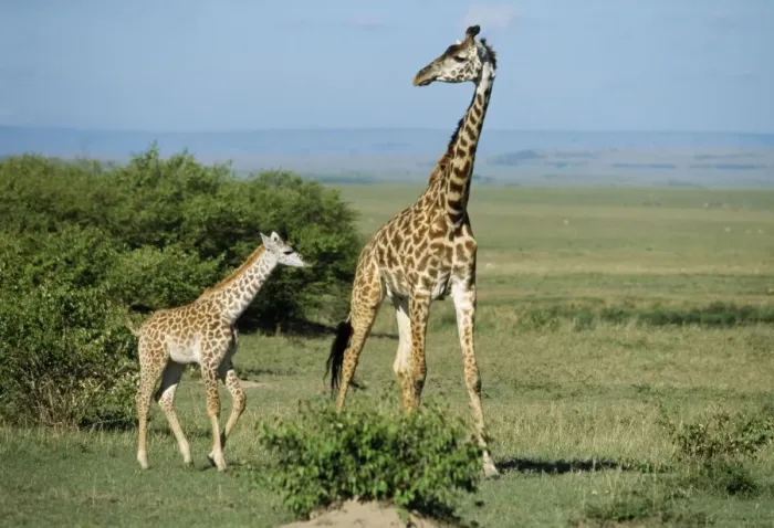 Framed Print : Maasai Giraffe With baby, Kenya, Africa Framed Print : Maasai Giraffe With baby, Kenya, Africa