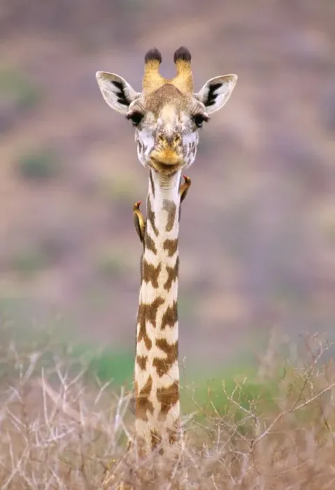 Framed Print : Maasai Giraffe - with birds on neck JFL01289 Framed Print : Maasai Giraffe - with birds on neck JFL01289