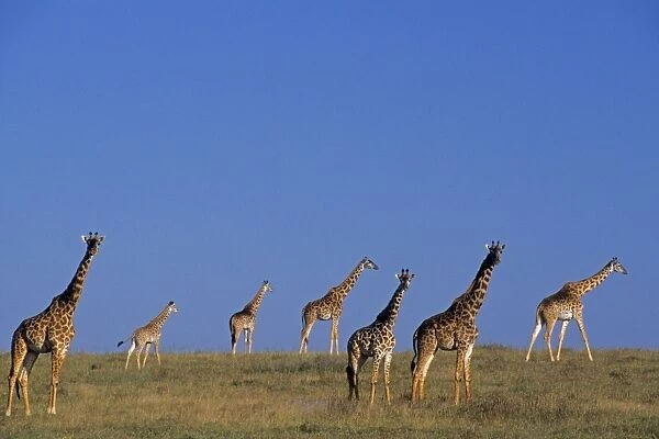 Maasai giraffe - herd. Serengeti National Park, Tanzania. 3mb804