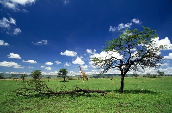 Maasai Giraffe - Maasai Mara - Kenya - Africa