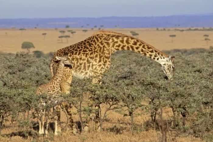 Framed Print : Maasai Giraffe - mother browsing while calf looks on, East Africa. 3mb17 Framed Print : Maasai Giraffe - mother browsing while calf looks on, East Africa. 3mb17