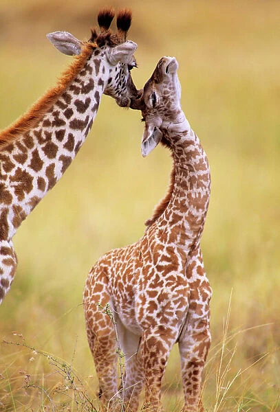Maasai Giraffe - mother sucking young's ear, Maasai Mara National Reserve, Kenya JFL01224