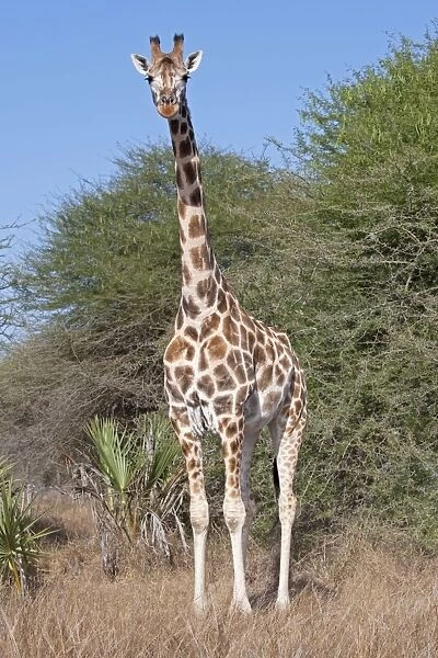 Maasai Giraffe - Nguuni Nature Reserve Mombasa Kenya