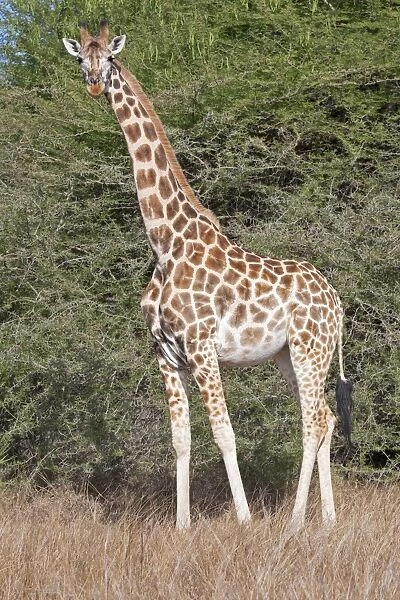 Maasai Giraffe - Nguuni Nature Reserve Mombasa Kenya