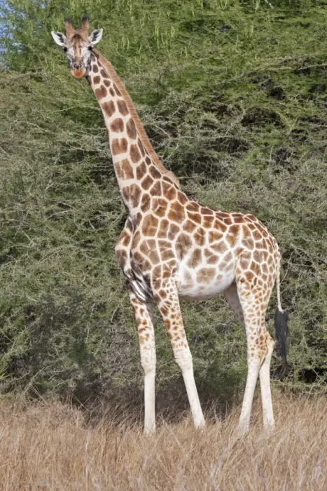 Framed Print : Maasai Giraffe - Nguuni Nature Reserve Mombasa Kenya Framed Print : Maasai Giraffe - Nguuni Nature Reserve Mombasa Kenya
