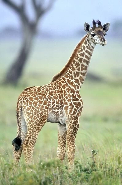 Maasai Giraffe - young Africa