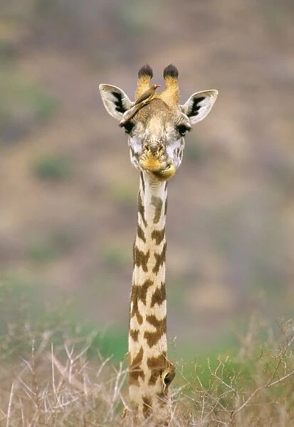Maasai Giraffe - young with bird on head JFL01288