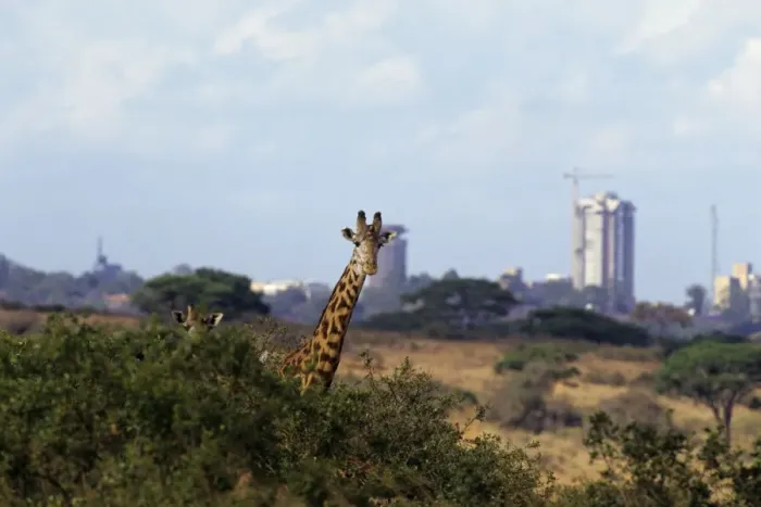 Framed Print : Maasai Giraffes - Nairobi National Park, Kenya, Africa 3MB502 Framed Print : Maasai Giraffes - Nairobi National Park, Kenya, Africa 3MB502