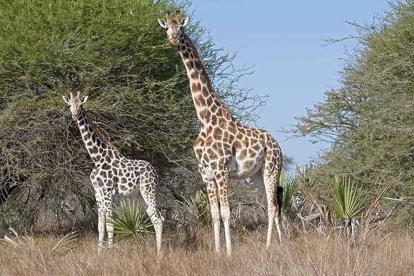Maasai Giraffes - Nguuni Nature Reserve Mombasa Kenya