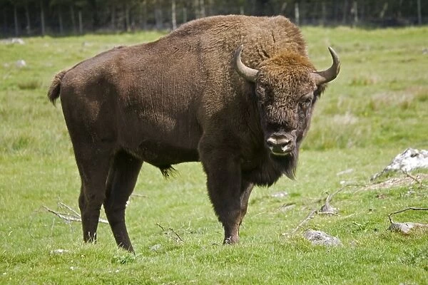 MAB-180. European bison. Highland Wildlife Park, Scotland, UK