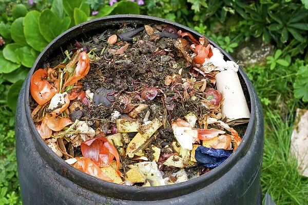 MAB-391 Compost  /  wormery - worms visible amongst variety of kitchen waste including vegetable and fruit peelings and cardboard in top of black plastic recycled composting bin