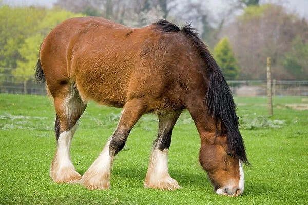 MAB-777. Shire horse - grazing. Rare Breed Trust Cotswold Farm Park Temple