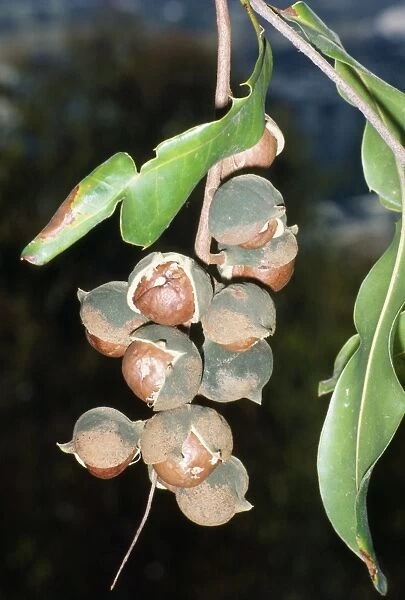 Macadamia Nut Australia