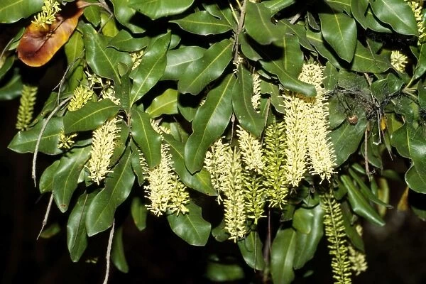 Macadamia Nut Flowers Australia