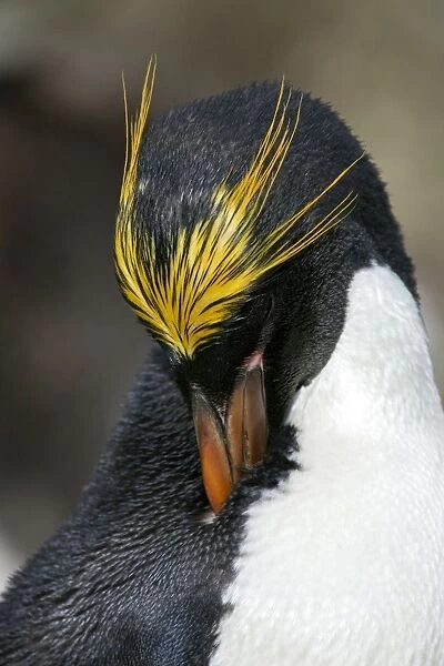 Macaroni Penguin (Eudyptes chrysolophus )