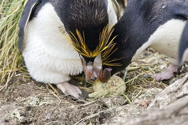 Macaroni Penguin - Adult with egg