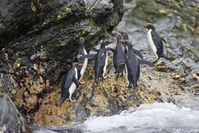Framed Print : Macaroni Penguin - Climbing up rocks from sea Royal Bay, South Georgia BI007832. tif Framed Print : Macaroni Penguin - Climbing up rocks from sea Royal Bay, South Georgia BI007832. tif
