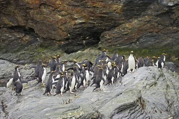 Macaroni Penguin - Group on rocks waiting to enter sea Royal Bay, South Georgia BI007872. tif