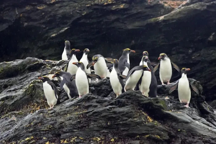 Framed Print : Macaroni Penguin - Group on rocks waiting to enter sea Royal Bay, South Georgia BI007856. tif Framed Print : Macaroni Penguin - Group on rocks waiting to enter sea Royal Bay, South Georgia BI007856. tif