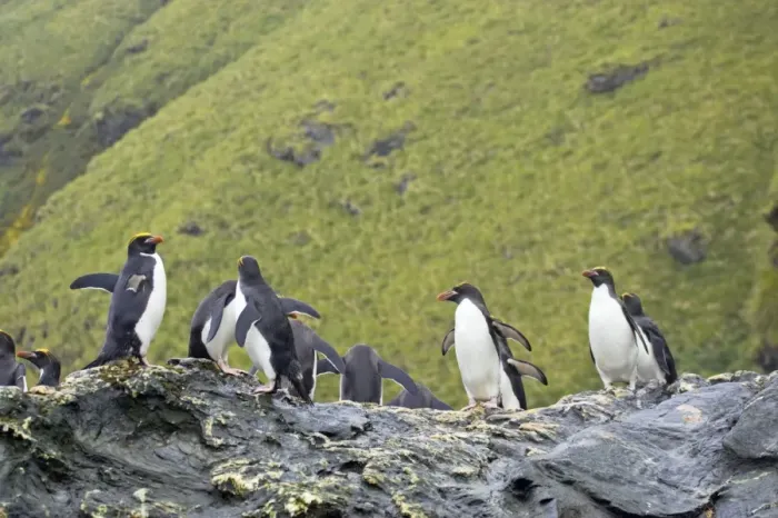 Framed Print : Macaroni Penguin - Group on rocks waiting to enter sea Royal Bay, South Georgia BI007868. tif Framed Print : Macaroni Penguin - Group on rocks waiting to enter sea Royal Bay, South Georgia BI007868. tif