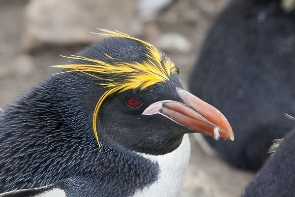 Macaroni Penguin - Pebble island