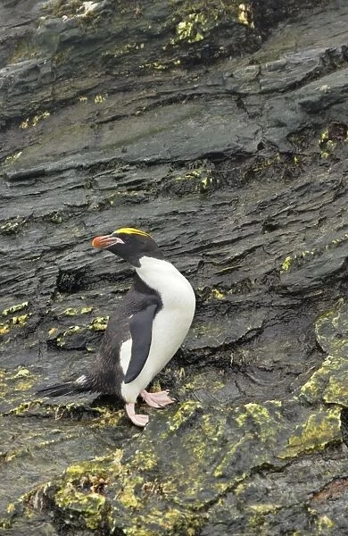 Macaroni Penguin Royal Bay, South Georgia BI007865
