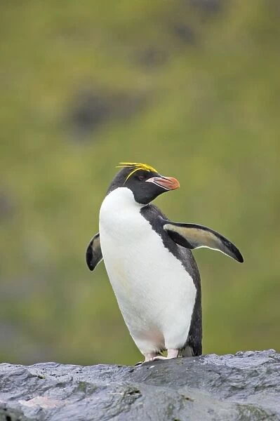 Macaroni Penguin Royal Bay, South Georgia BI007833
