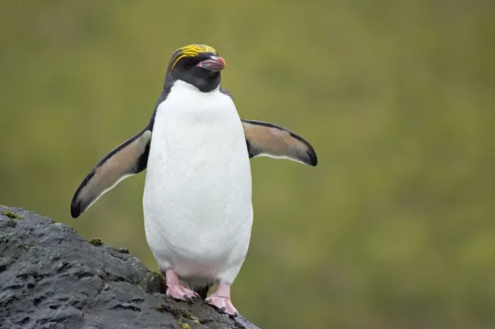 Framed Print : Macaroni Penguin Royal Bay, South Georgia BI007819. tif Framed Print : Macaroni Penguin Royal Bay, South Georgia BI007819. tif