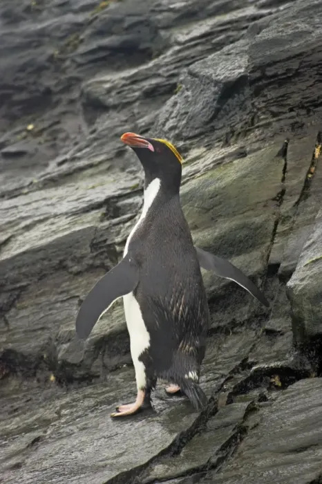 Framed Print : Macaroni Penguin Royal Bay, South Georgia BI007862. tif Framed Print : Macaroni Penguin Royal Bay, South Georgia BI007862. tif