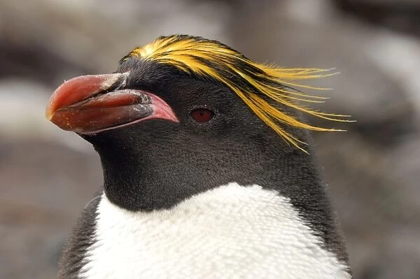 Macaroni Penguin - South Georgia - Antarctica