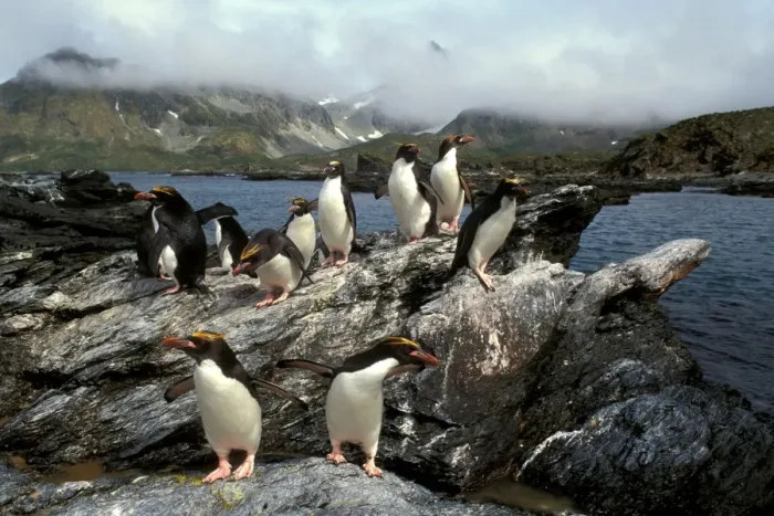 Framed Print : Macaroni Penguins - returning from feeding trip, South Georgia, Antarctica, Islands in the southern oceans, Antarctica JPF31215