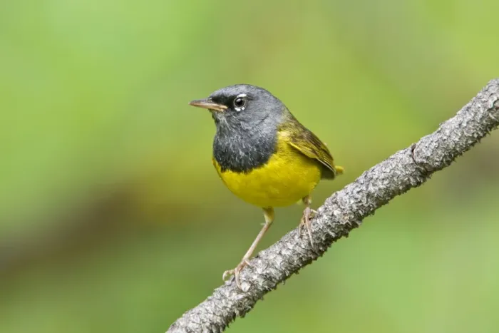 Framed Print : MacGillivray's Warbler, Oporornis tolmiei. Adult male. Washington in July Framed Print : MacGillivray's Warbler, Oporornis tolmiei. Adult male. Washington in July