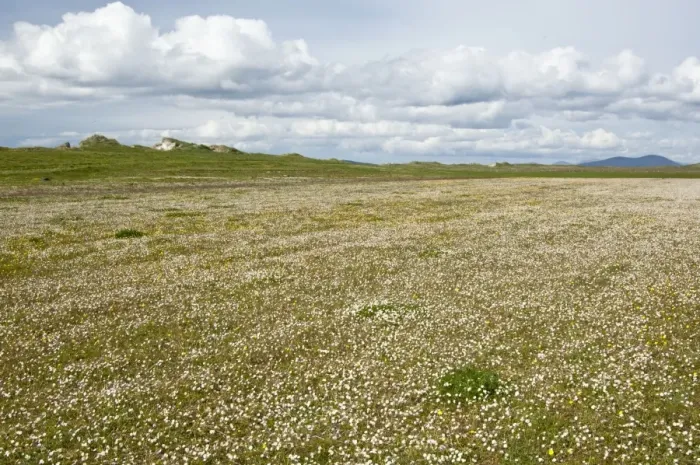 Framed Print : Machair - North Uist - Outer Hebrides - Scotland Framed Print : Machair - North Uist - Outer Hebrides - Scotland