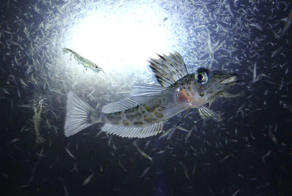 Mackerel icefish, Champsocephalus gunnari, swimming under ice. Unlike other vertebrates, fish of the Date: 17-Nov-19