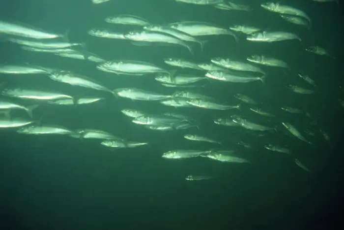 Framed Print : Mackerel - shoal - UK