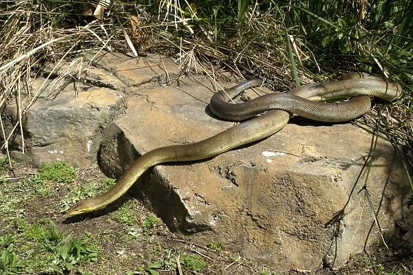 Macklot's Python Delphinarium Port Elisabeth. South Africa