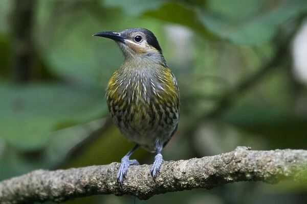 Macleay's Honeyeater Inhabits forests, woodlands, mangroves and well wooded gardens in a restricted area of eastern Queensland from about Cooktown to 20deg south. In forest at Kuranda, Atherton Tableland, Queensland, Australia