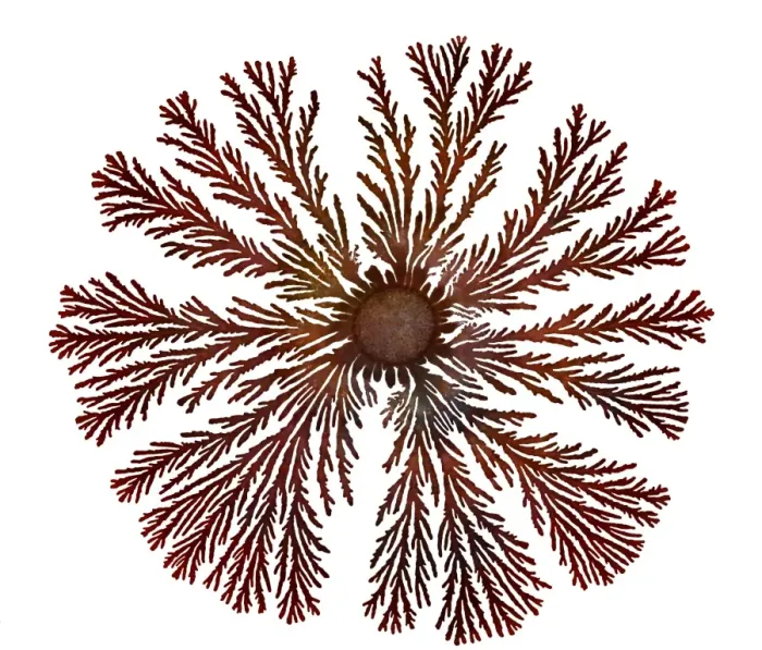 Framed Print : Macro Photograph: Patterns of Paenibacillus bacteria on petri dish - T type (tip-splitting morphotype); magnification x5. 6 (A4 size: 29. 7 cm width) Framed Print : Macro Photograph: Patterns of Paenibacillus bacteria on petri dish - T type (tip-splitting morphotype); magnification x5. 6 (A4 size: 29. 7 cm width)