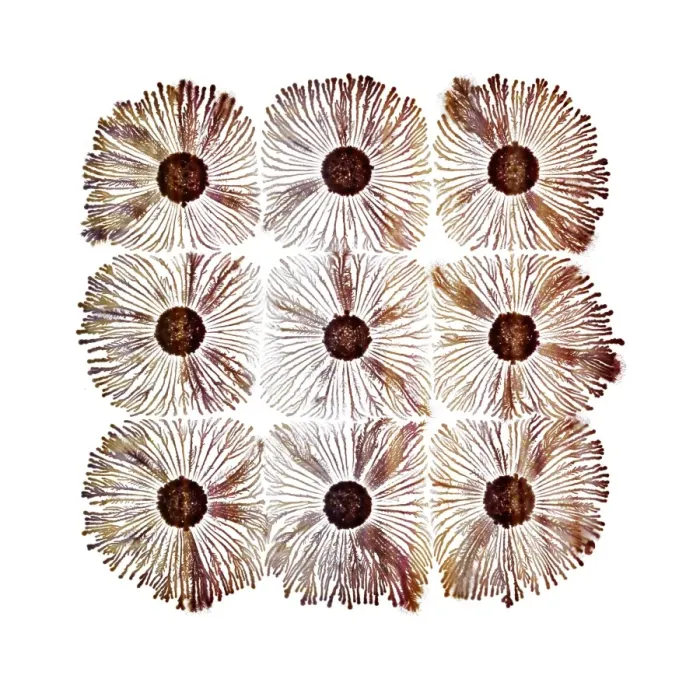 Framed Print : Macro Photograph: Patterns of Paenibacillus bacteria on petri dish - T type (tip-splitting morphotype); magnification x5 (A4 size: 29. 7 cm width) Framed Print : Macro Photograph: Patterns of Paenibacillus bacteria on petri dish - T type (tip-splitting morphotype); magnification x5 (A4 size: 29. 7 cm width)