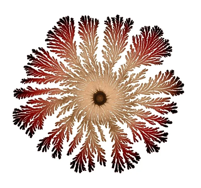 Framed Print : Macro Photograph: Patterns of Paenibacillus bacteria on petri dish - T type (tip-splitting morphotype); magnification x5. 6 (A4 size: 29. 7 cm width) Framed Print : Macro Photograph: Patterns of Paenibacillus bacteria on petri dish - T type (tip-splitting morphotype); magnification x5. 6 (A4 size: 29. 7 cm width)