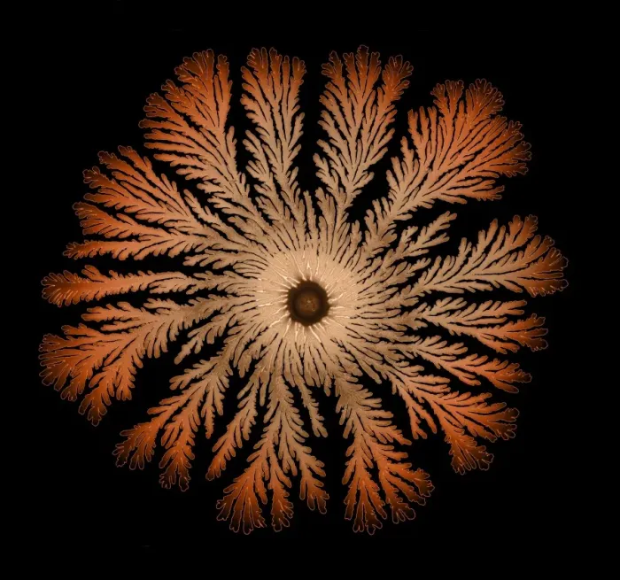Framed Print : Macro Photograph: Patterns of Paenibacillus bacteria on petri dish - T type (tip-splitting morphotype); magnification x5. 6 (A4 size: 29. 7 cm width) Framed Print : Macro Photograph: Patterns of Paenibacillus bacteria on petri dish - T type (tip-splitting morphotype); magnification x5. 6 (A4 size: 29. 7 cm width)