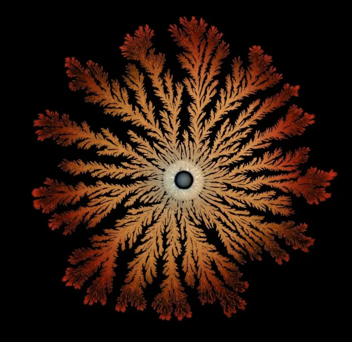 Framed Print : Macro Photograph: Patterns of Paenibacillus bacteria on petri dish - T type (tip-splitting morphotype); magnification x5. 6 (A4 size: 29. 7 cm width) Framed Print : Macro Photograph: Patterns of Paenibacillus bacteria on petri dish - T type (tip-splitting morphotype); magnification x5. 6 (A4 size: 29. 7 cm width)
