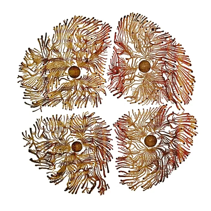 Framed Print : Macro Photograph: Patterns of Paenibacillus bacteria on petri dish - V type (vortex morphotype), The colony structures form as adaptive responses to laboratory-imposed stresses that mimic its environments ; magnification x5. 5 (A4 size) Framed Print : Macro Photograph: Patterns of Paenibacillus bacteria on petri dish - V type (vortex morphotype), The colony structures form as adaptive responses to laboratory-imposed stresses that mimic its environments ; magnification x5. 5 (A4 size)