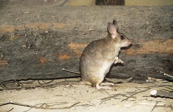 Madagascan Giant Jumping Rat