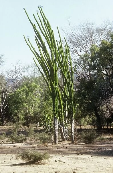 Madagascan Ocotillo - mature - Madagascar