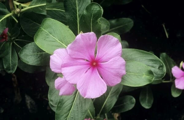 Madagascan Periwinkle - Medicinal properties has compounds used in cancer treatment. Latin formely: Vinca  /  Lochnera rosea