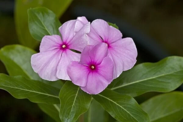 Madagascan Periwinkle - Native of Europe - Used for hundreds of years as an herbal remedy for diabetes - Now being researched as a treatment for Hodgkin's disease