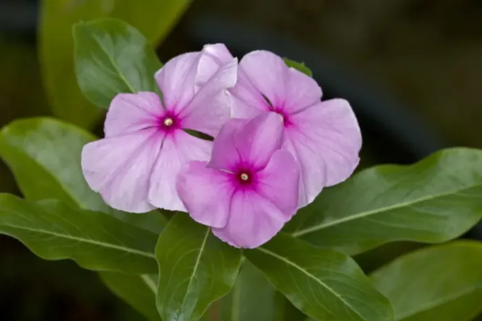 Framed Print : Madagascan Periwinkle - Native of Europe - Used for hundreds of years as an herbal remedy for diabetes - Now being researched as a treatment for Hodgkin's disease Framed Print : Madagascan Periwinkle - Native of Europe - Used for hundreds of years as an herbal remedy for diabetes - Now being researched as a treatment for Hodgkin's disease