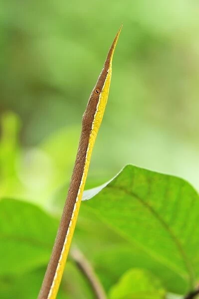Madagascan Twig-nosed Snake  /  Spear-nosed Snake - male - Northern Madagascar