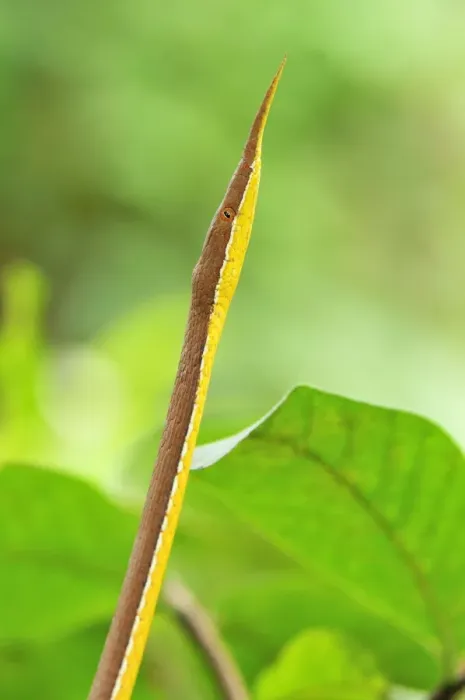 Framed Print : Madagascan Twig-nosed Snake / Spear-nosed Snake - male - Northern Madagascar Framed Print : Madagascan Twig-nosed Snake / Spear-nosed Snake - male - Northern Madagascar